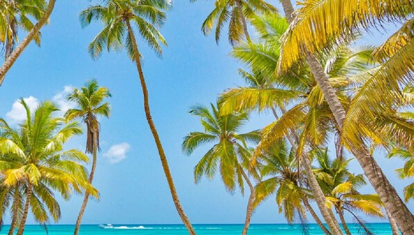 A beach scene with palm trees and clear blue water.