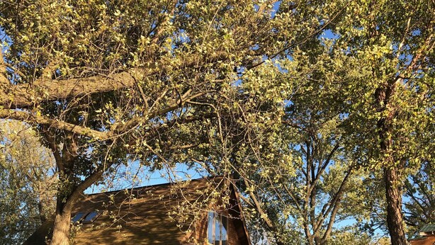 A wooden cabin with a porch, two Adirondack chairs, and a large tree in the background. - Cabin on the Mississippi River (Trempealeau)