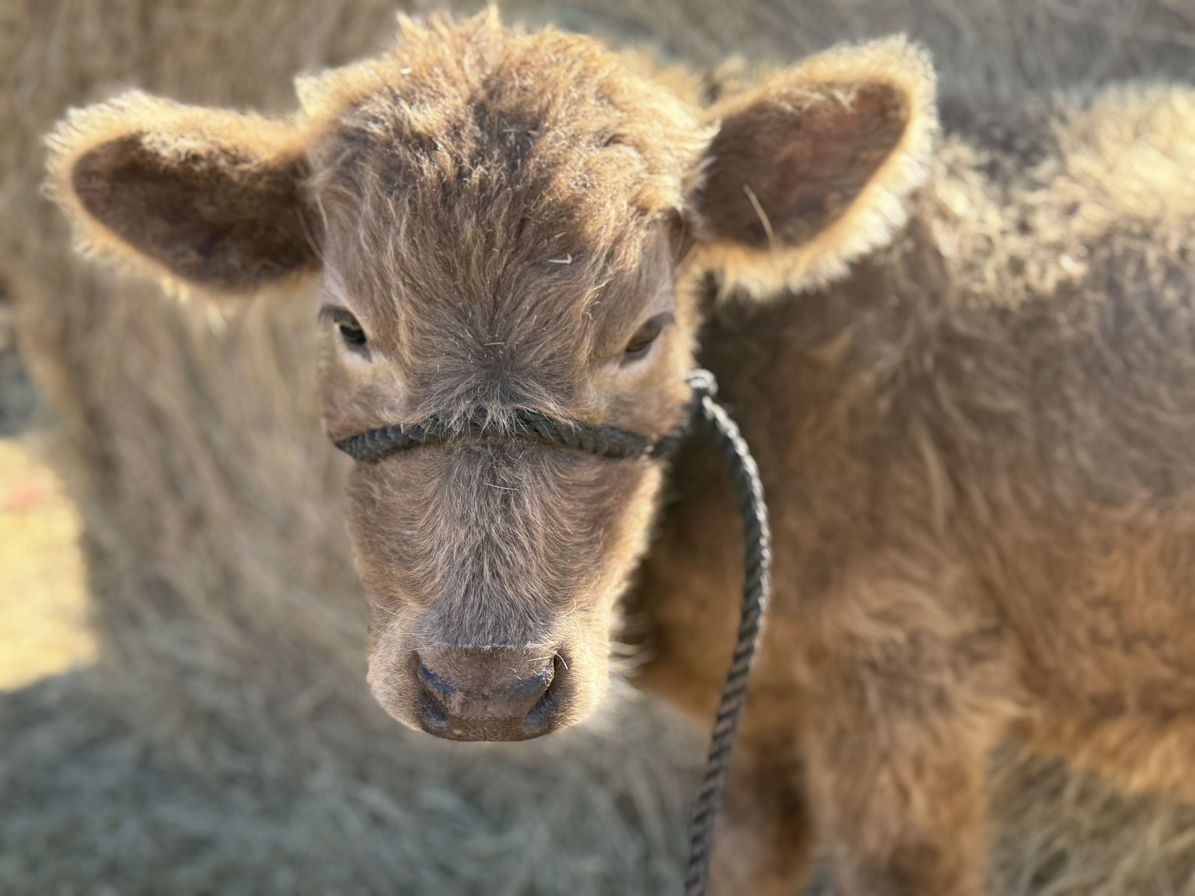 A close-up of a calf with a halter, standing in a field.