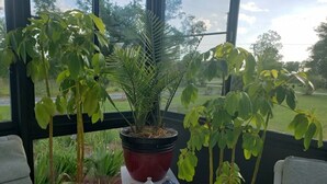 A room with a large window, a table with a potted plant, and two chairs. - RV Executive Home #4, Indoor - Inground Pool ..Jacuzzi heated by request (Cottondale)