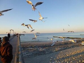 En brygga med folk som promenerar längs den, med utsikt över en strand där måsar flyger.