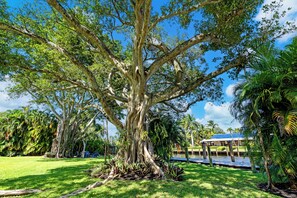 Stunning garden oasis with a majestic tree and lush surroundings.