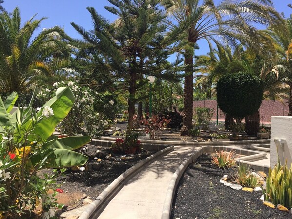 A landscaped garden with palm trees, a curved pathway, and various plants.