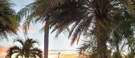 Una hilera de sillas de playa con una palmera y una calle al fondo.