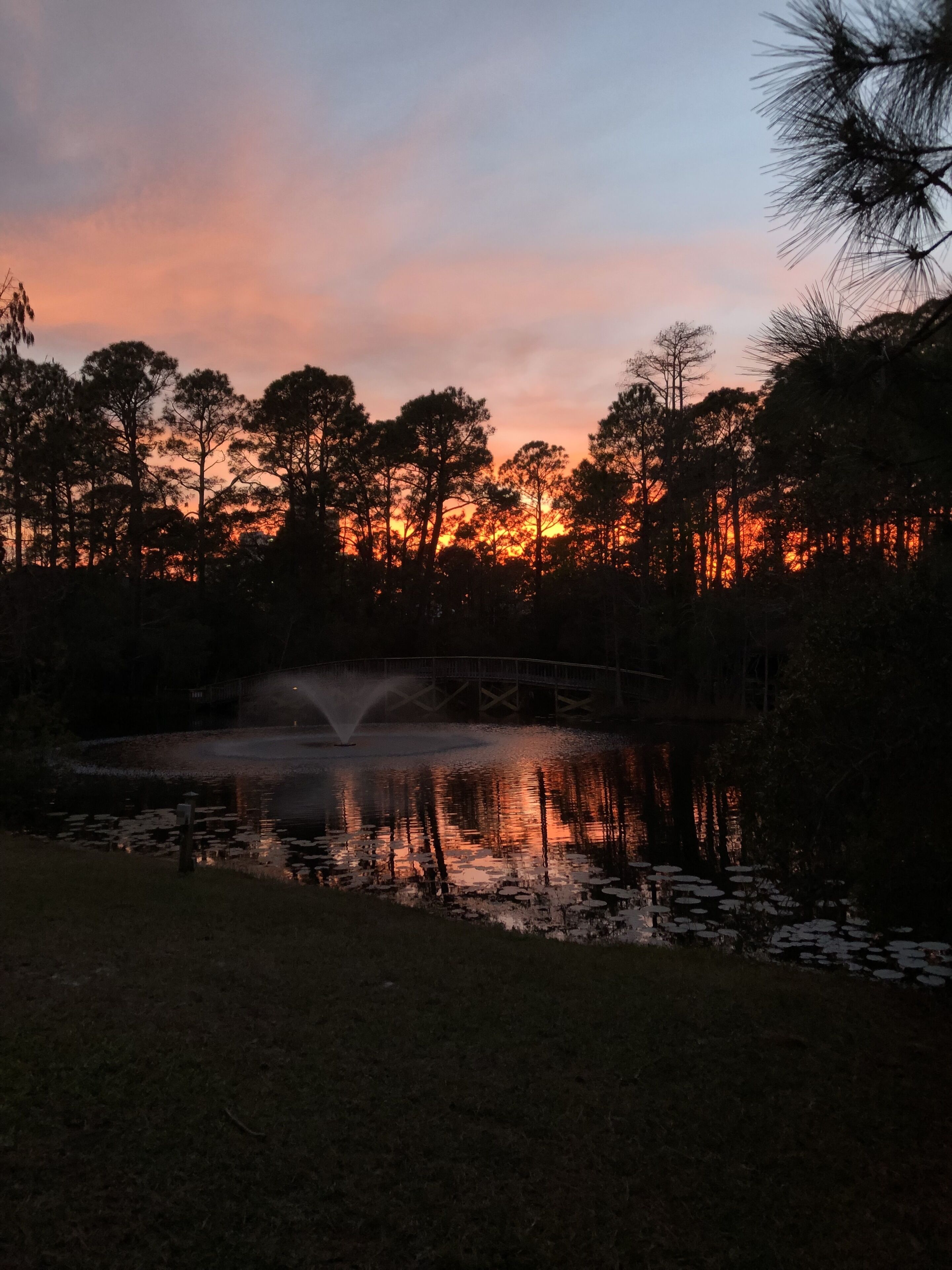Fantastic back yard sunset from our patio. 