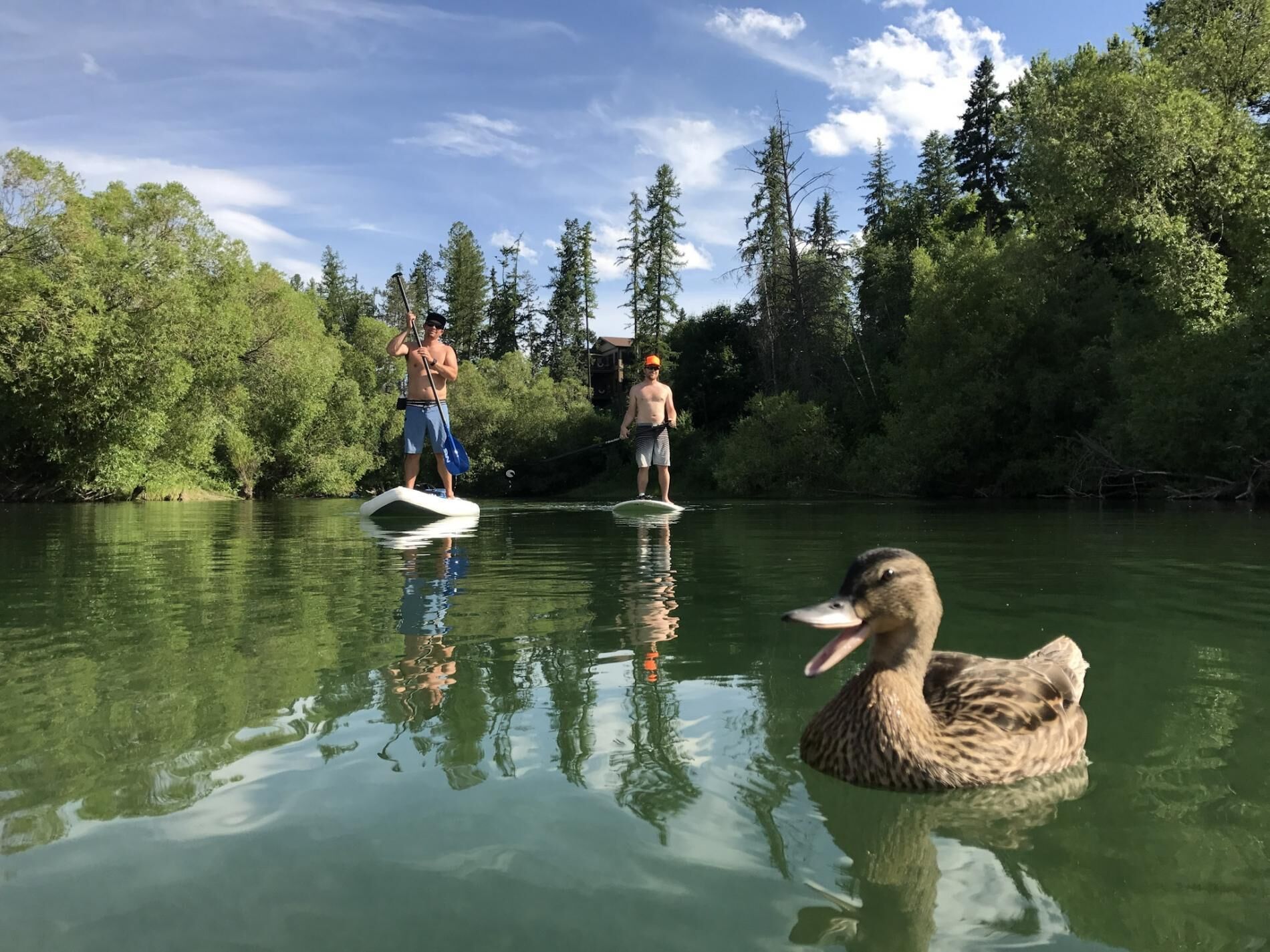Dos personas haciendo paddleboard en un río tranquilo rodeado de árboles verdes y frondosos.