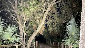 Een grindpad, begrensd door houten omheiningen en verlicht door kunstlicht, loopt door een bebost gebied met bomen en planten.