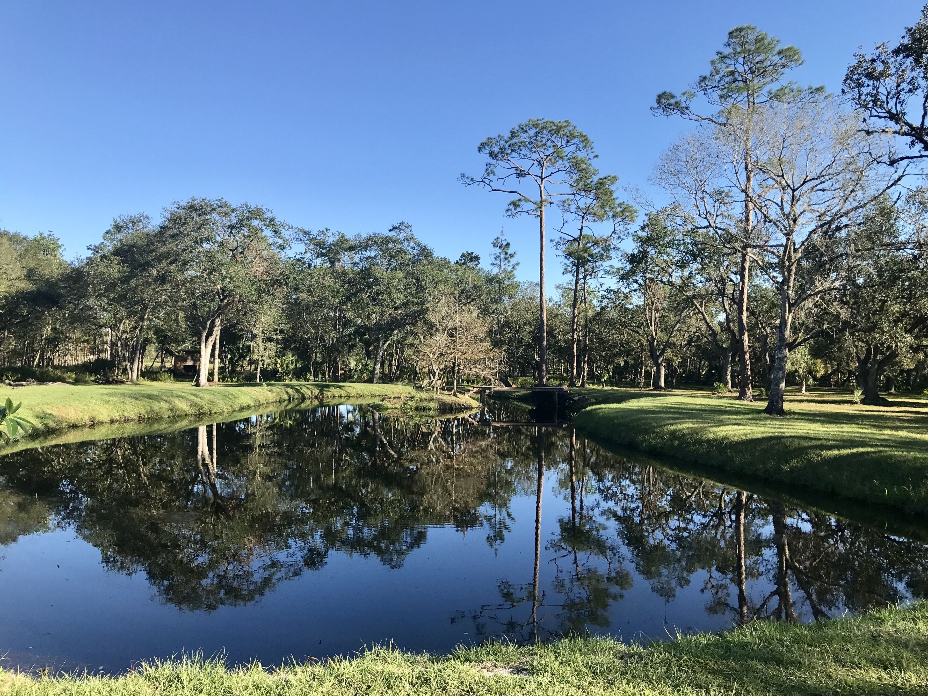 A serene landscape with a pond reflecting trees and a clear sky.