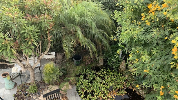 Un giardino con uno stagno, una panchina e diverse piante.