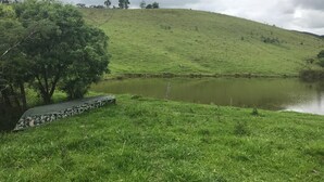 Une colline herbeuse avec un étang et un arbre.