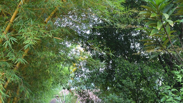 Un sentier qui mène à un bâtiment jaune, entouré de bambous et d’autres plantes vertes.