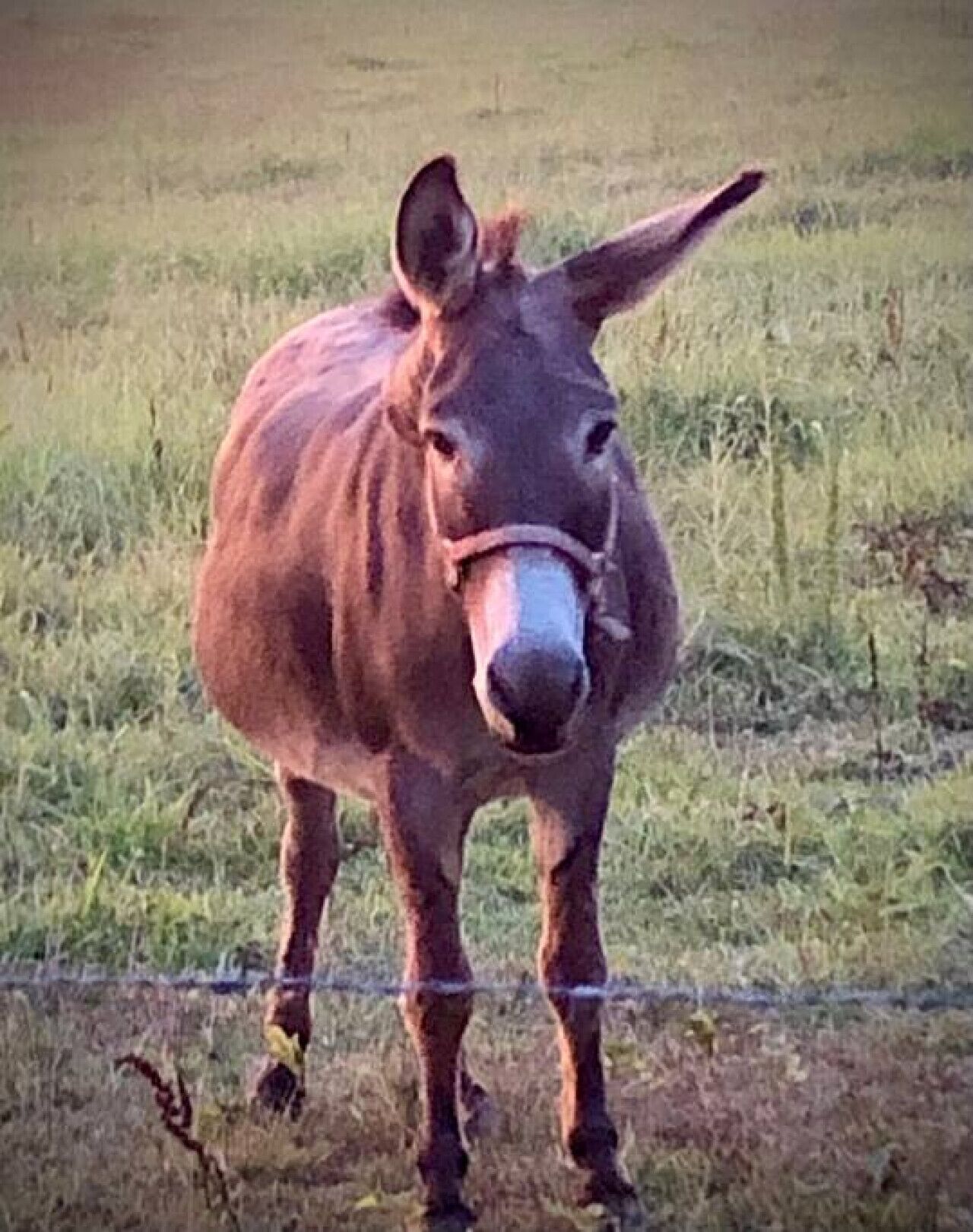 A donkey standing in a grassy field with a barbed wire fence in the foreground.