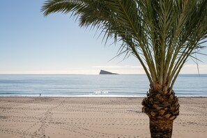 Una spiaggia con una palma, una riva sabbiosa e una roccia in lontananza.