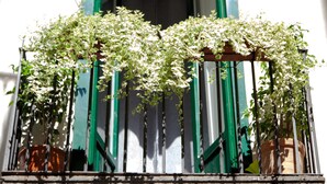 A balcony with green shutters and climbing plants. - Arechi Room (Salerno)
