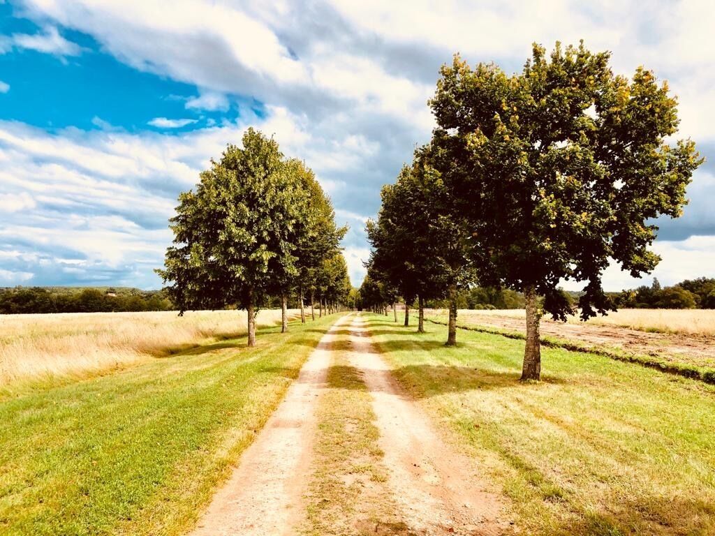Een onverharde pad, omzoomd door bomen in een landelijke omgeving.