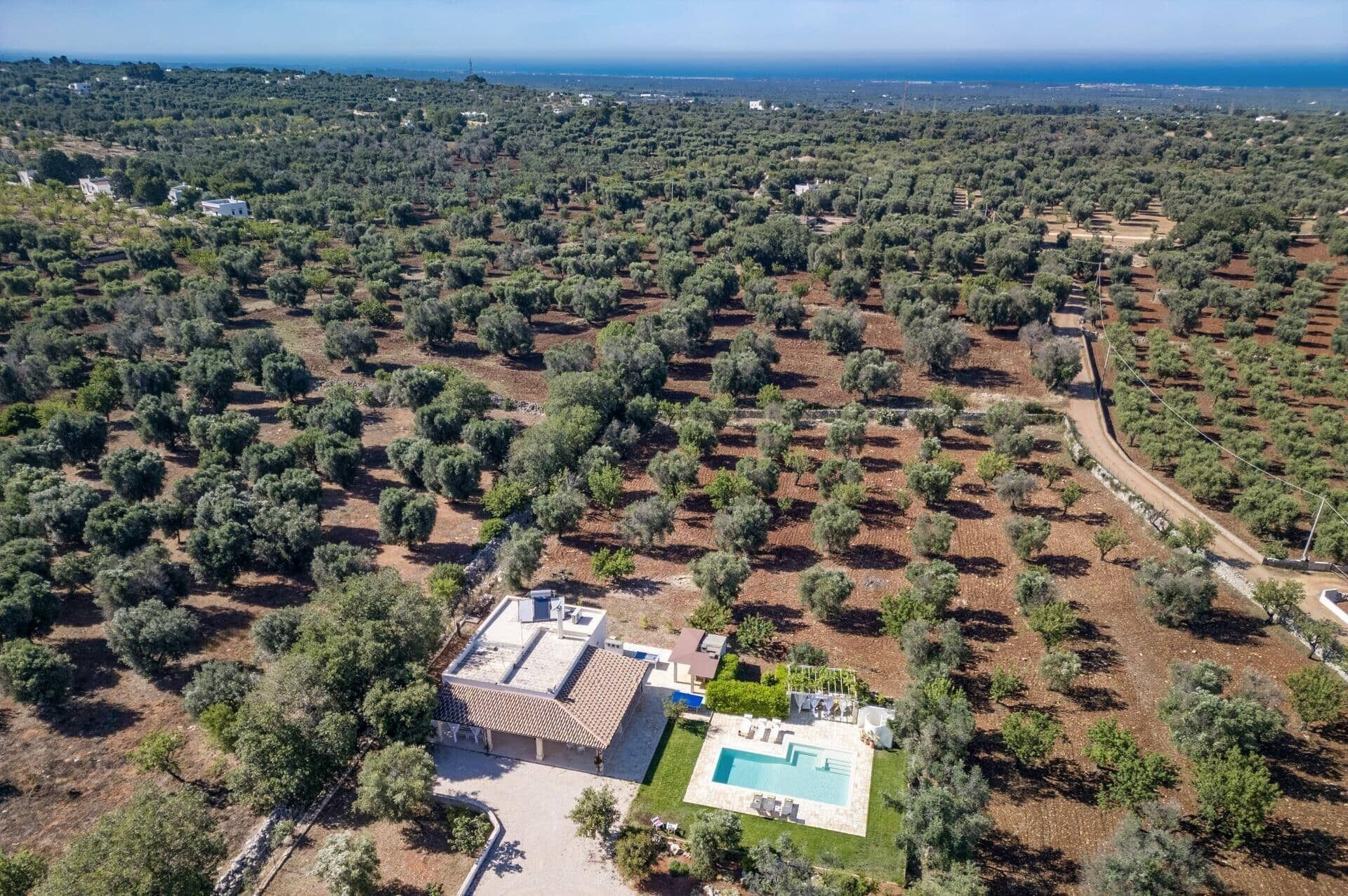 An aerial view of a property with olive groves, a swimming pool, and a house with a tiled roof.