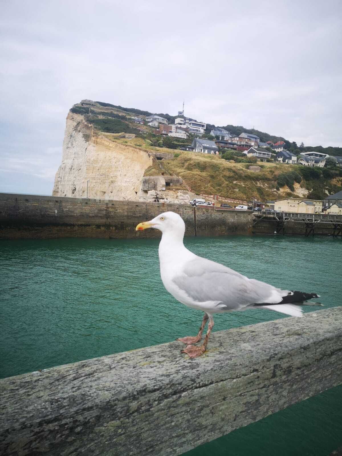 A seagull perched on a wooden railing by a body of water with a cliff and houses in the background.