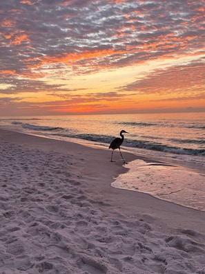A beach scene with a bird standing on the sand near the water.