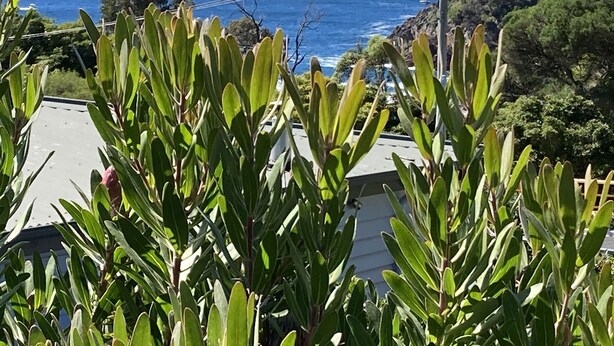 Une vue côtière avec une maison et de la végétation au premier plan.