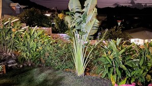 A well-maintained garden with various plants and a lawn.