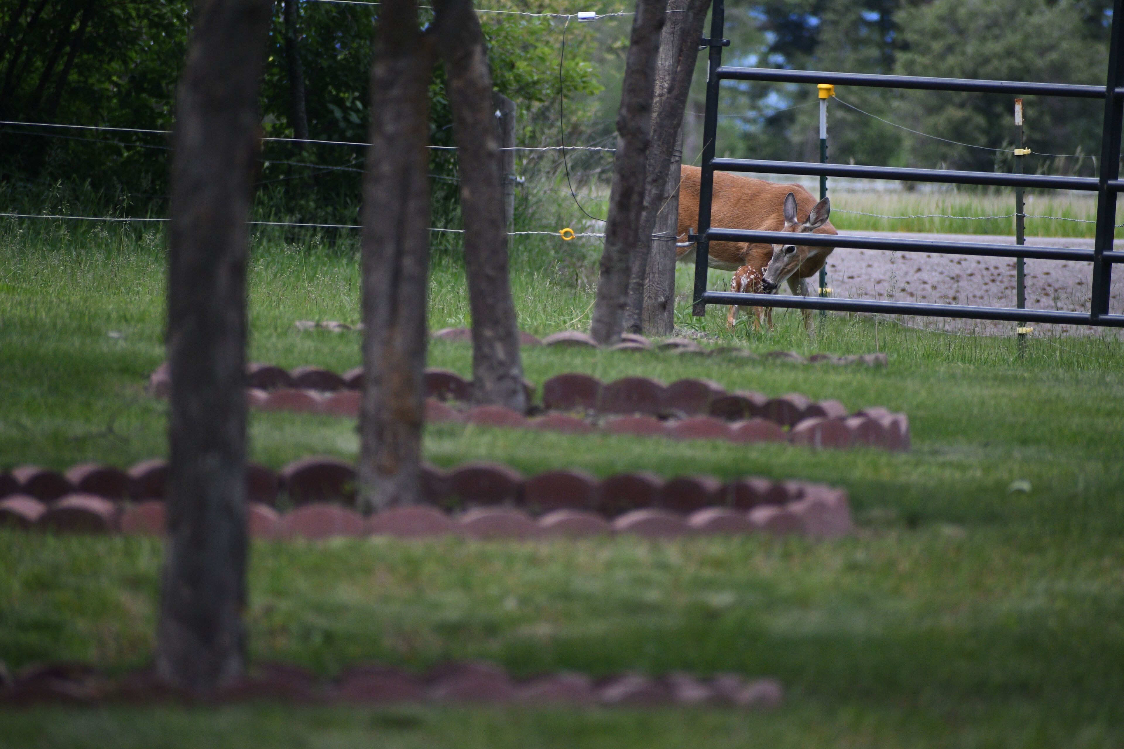Front yard looking past the apple and plum trees and a newly born fawn.