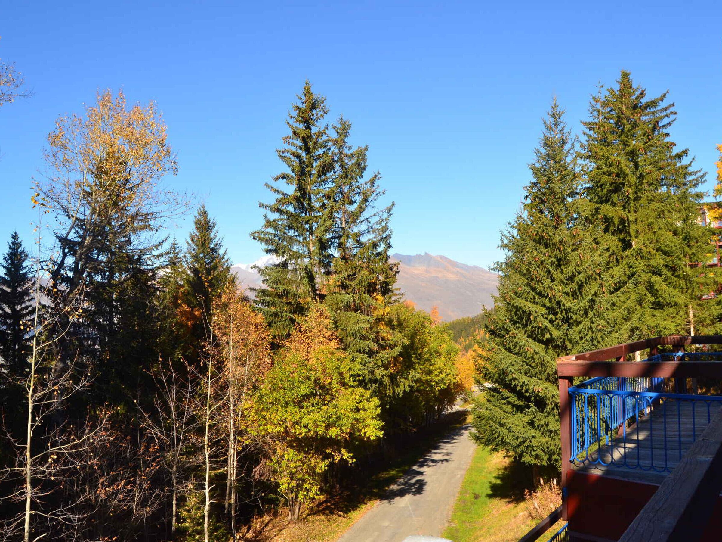 A road flanked by tall evergreen trees and a mountain in the background.