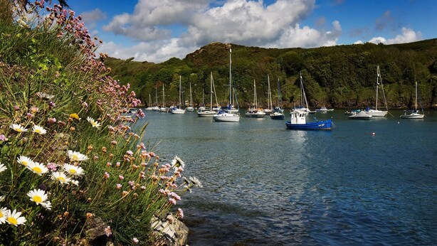 A marina with multiple sailboats docked, surrounded by lush greenery and hills in the background. - Caleb's Cottage - 4 Bedroom Cottage - Solva (Haverfordwest)