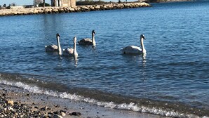 Ein ruhiger See mit Schwänen, die schwimmen.