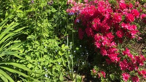 A house with a red tiled roof, a pond with pink flowers, and a garden with various plants. - Spacious room for two (Dömitz OT Rüterberg)