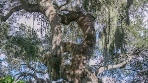 A large tree with moss and a pathway leading to a body of water. - Siesta Key Condo- walk to beautiful beaches, ride a free trolley around the key  (Sarasota)