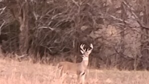 Un ciervo en un campo con árboles al fondo.