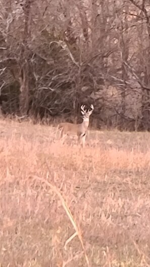 Miscellaneous - A Hunter's Paradise  (Howard)