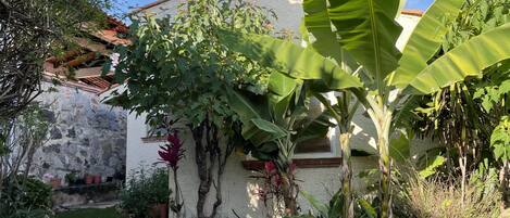 Un jardín con un edificio blanco, grandes plantas de plátano y una antena parabólica.