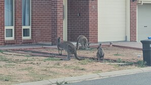 A brick building with a garage door, a small garden area, and a street in front. - Stylish house in the middle of the Links Lady Bay Golf Course (Normanville)