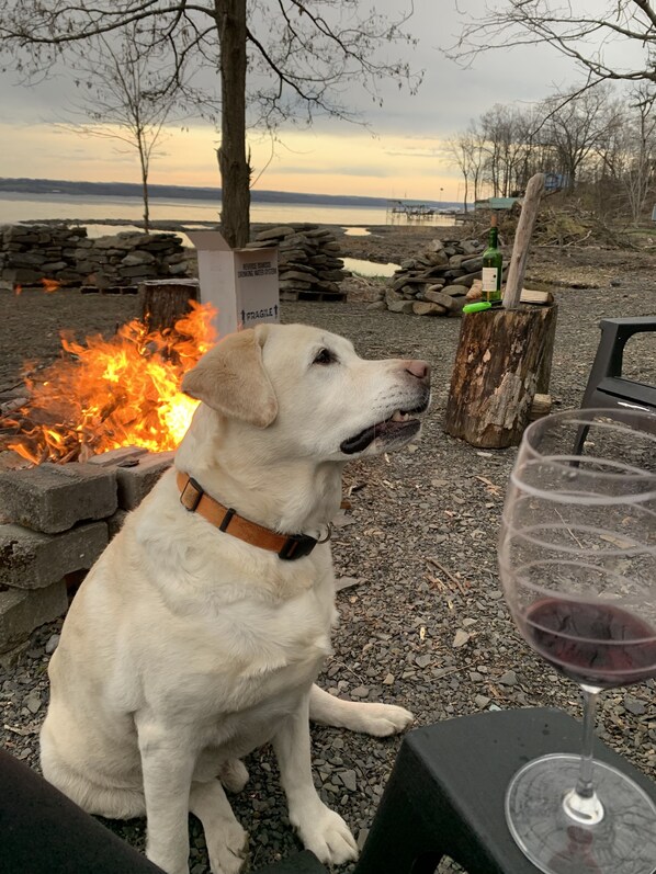 Un chien est assis près d’un foyer, avec un verre de vin rouge à proximité.