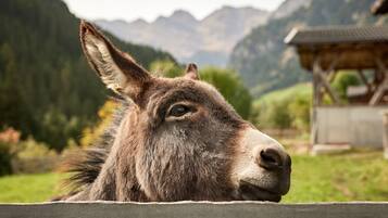 Ein Eselkopf, das über einen Holzzaun lugt, mit einer Berglandschaft im Hintergrund.