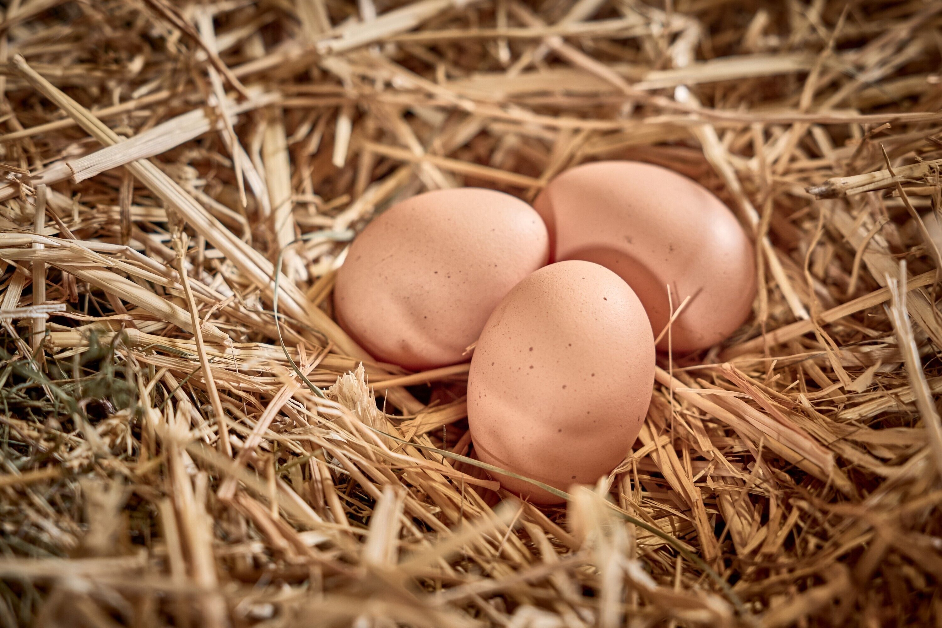 Three eggs in a nest of straw.