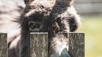 A close-up of a donkey's face peeking over a wooden fence.