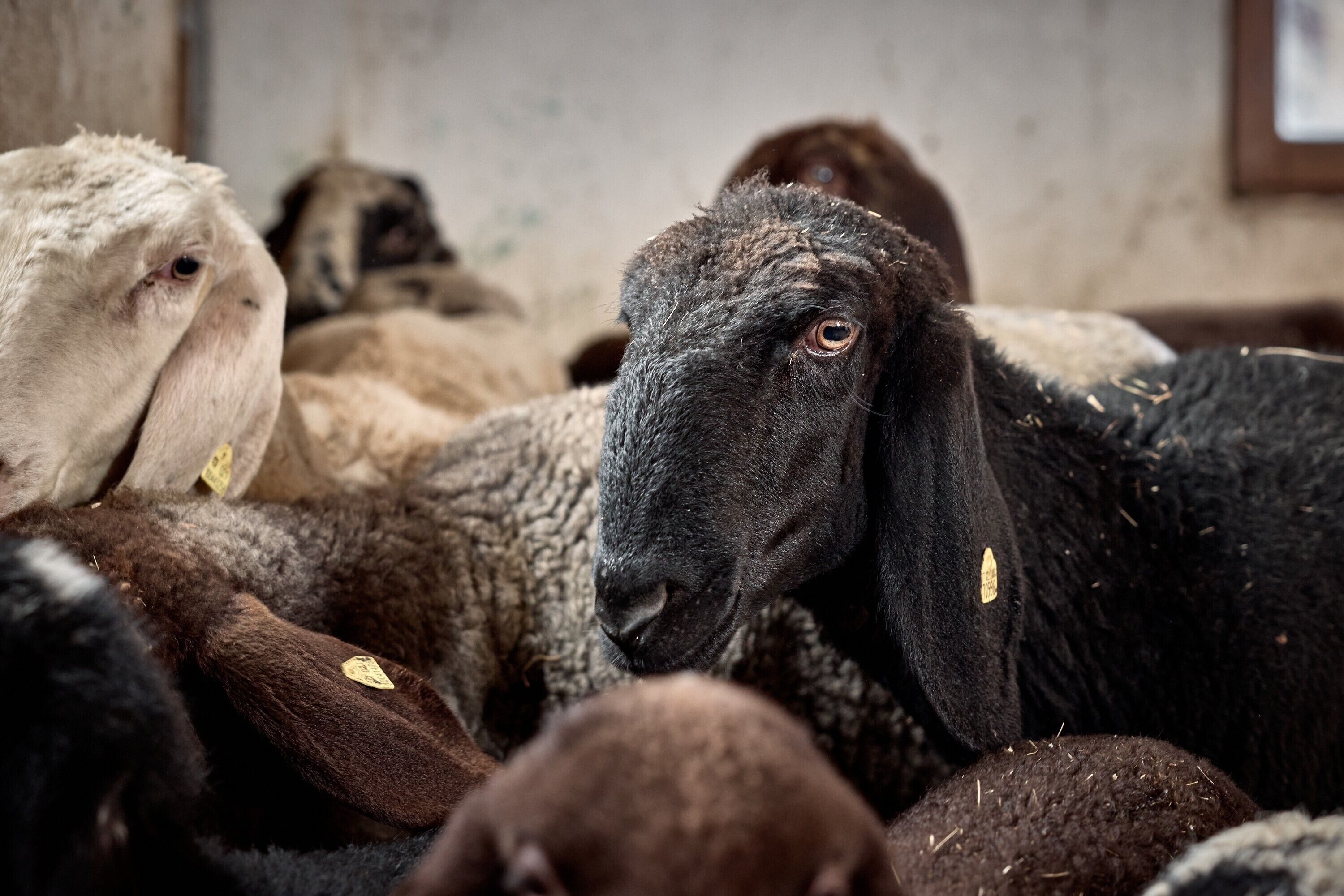 Un groupe de moutons dans un espace restreint.