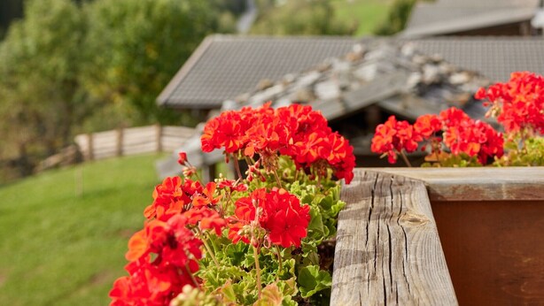 Une structure en bois offrant une vue sur les montagnes et la verdure.