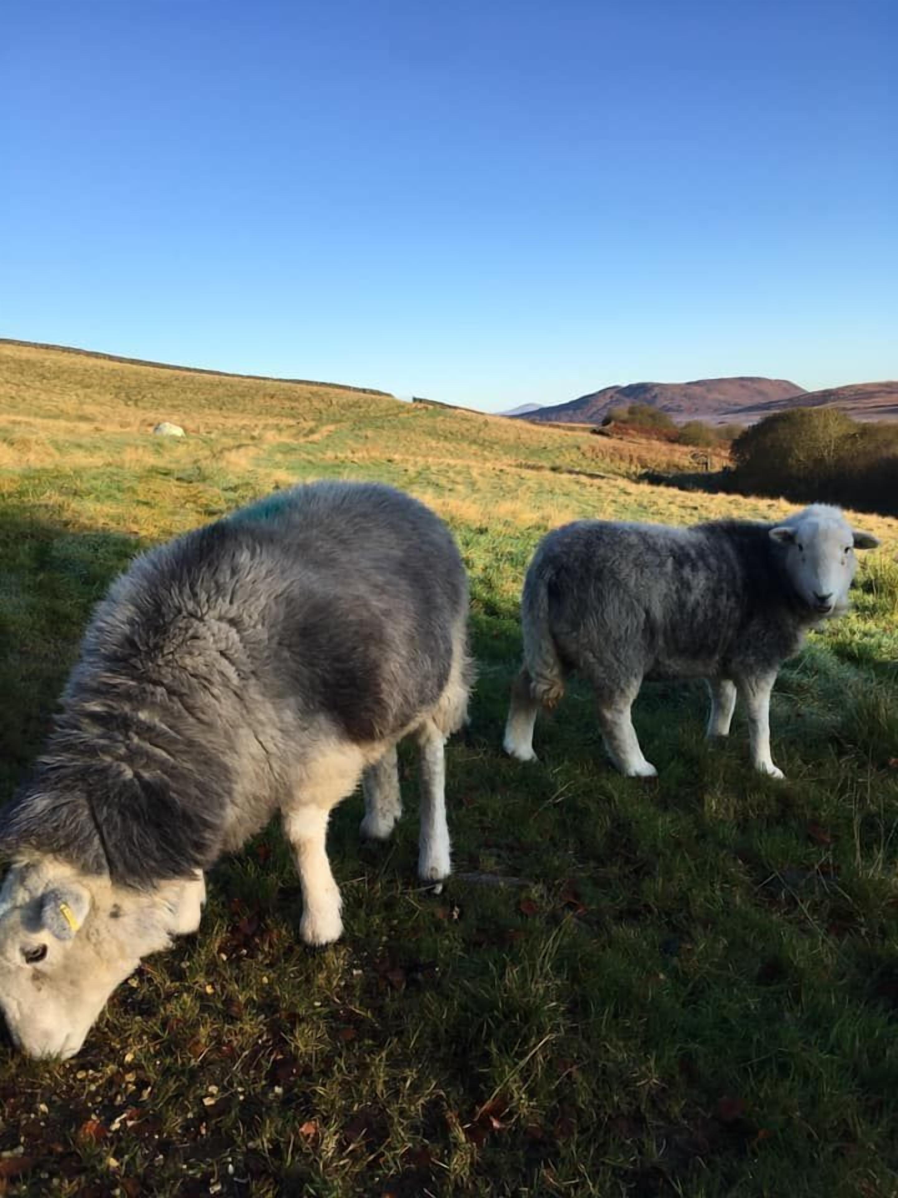 A grassy field with two sheep grazing.