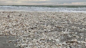 En strand med utspridda snäckskal och kraftiga vågor.