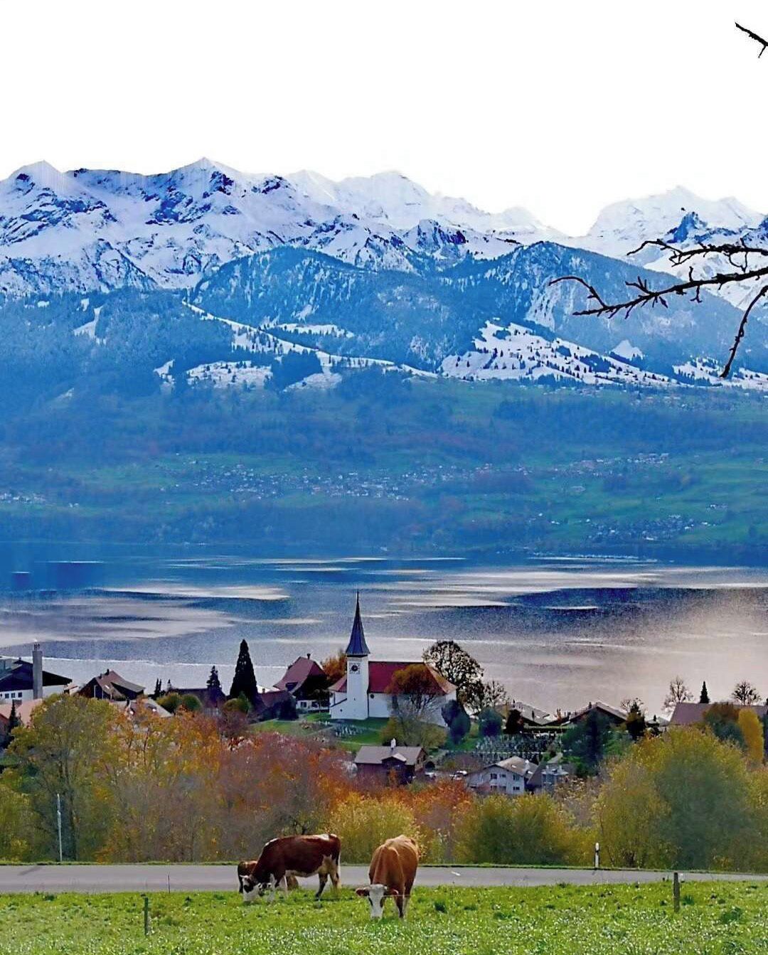 Paisaje rural con una iglesia, una vaca pastando y montañas nevadas al fondo.