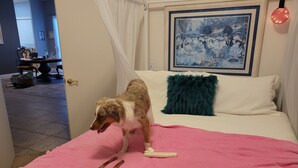 A dog on a bed with a pink blanket and a painting on the wall. - Loving life! (Indian Wells)
