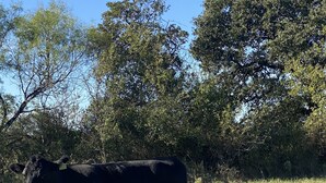 A black cow with a yellow ear tag standing in a grassy field with trees in the background. - The Cabin at Crosswind Ranch  (Comanche)