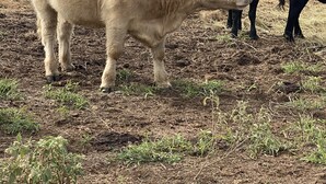 A field with cows grazing. - The Cabin at Crosswind Ranch  (Comanche)