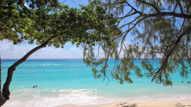 Ein Strand mit klarem türkisblauem Wasser, Menschen beim Schwimmen und Entspannen, und ein Baum, der Schatten spendet.