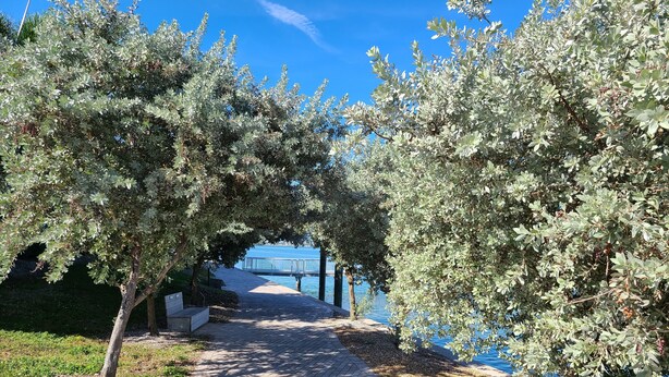A paved pathway lined with trees and a bridge in the background.