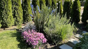 Een tuin met diverse planten en een heldere lucht.