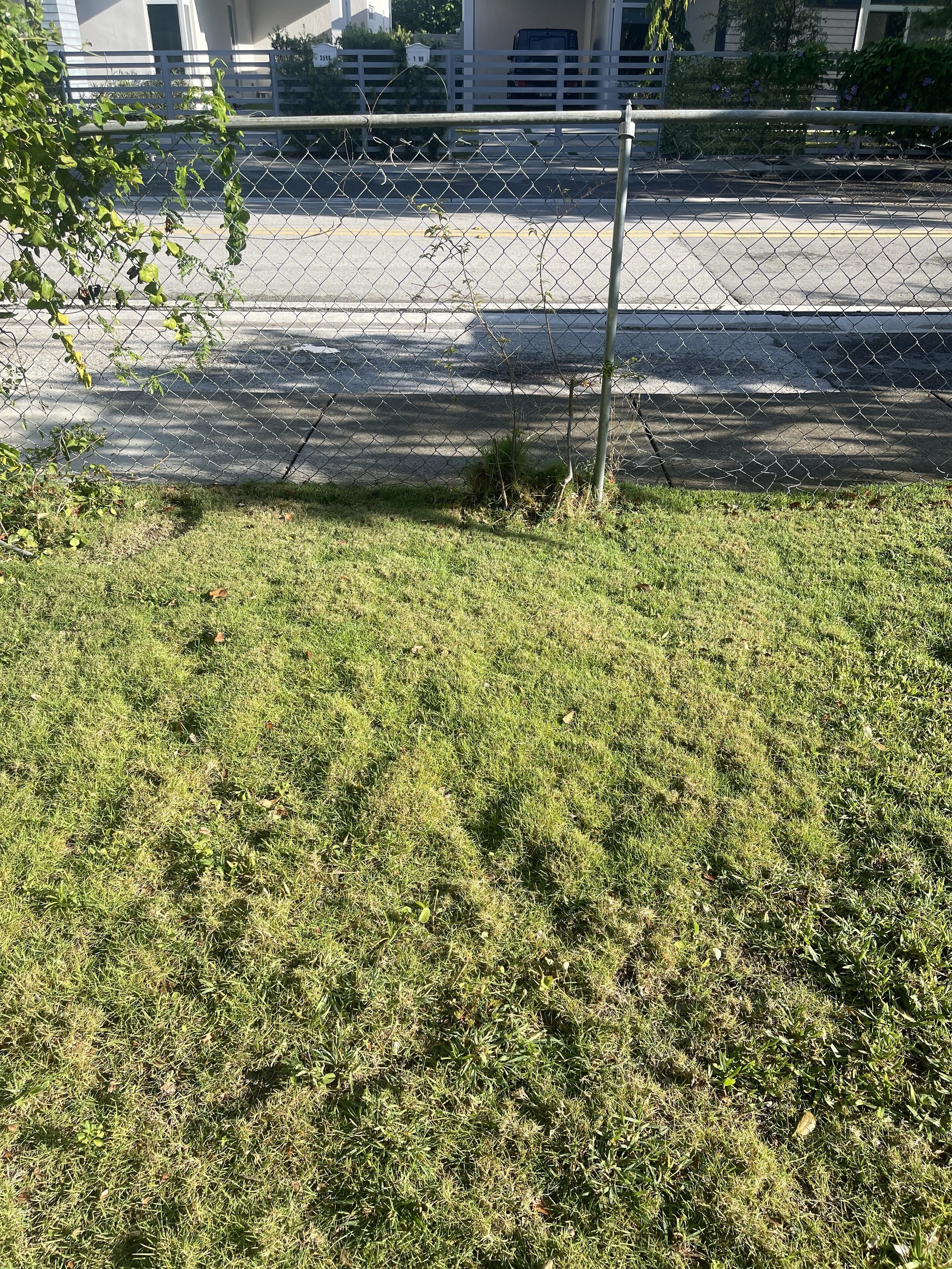 A grassy area with a chain-link fence and a small tree.